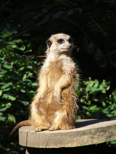 ZOO