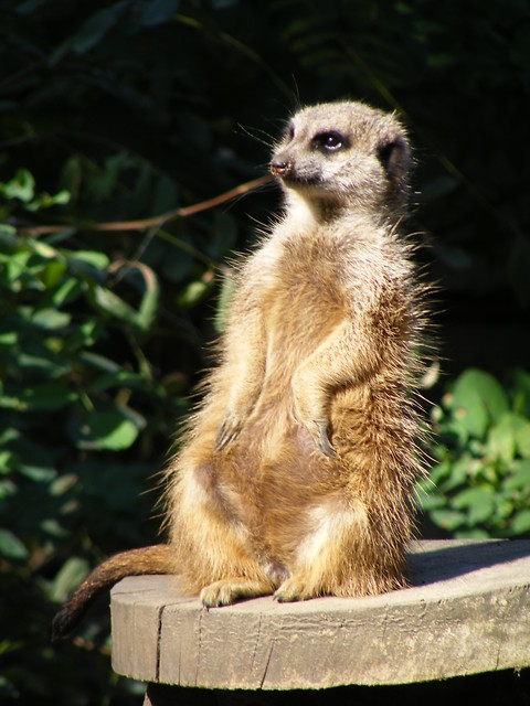 ZOO