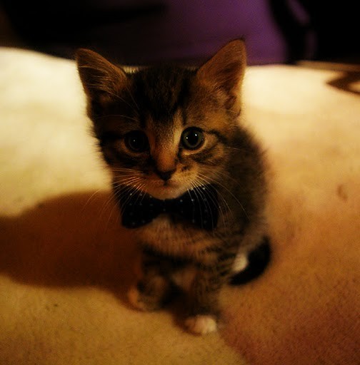 mj koteeqq. 