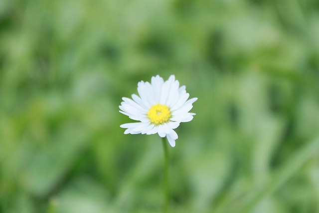 daisy