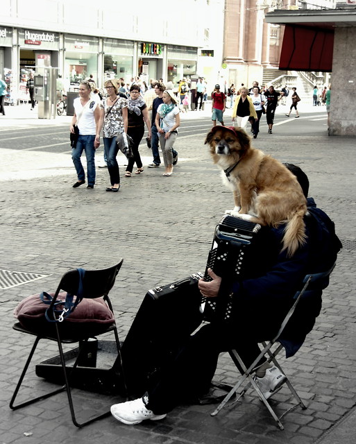 taki sobie piesek