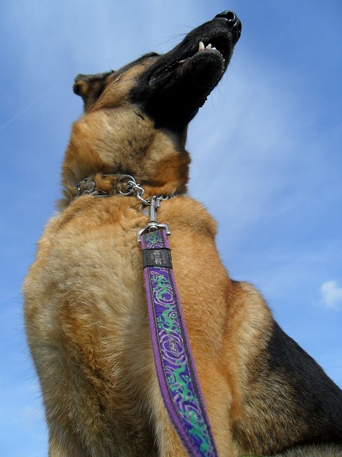 Amba.