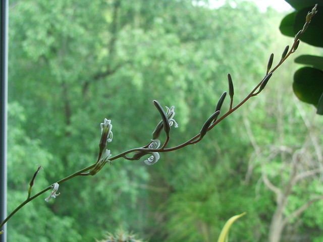 Kwitnca Haworthia attenuata