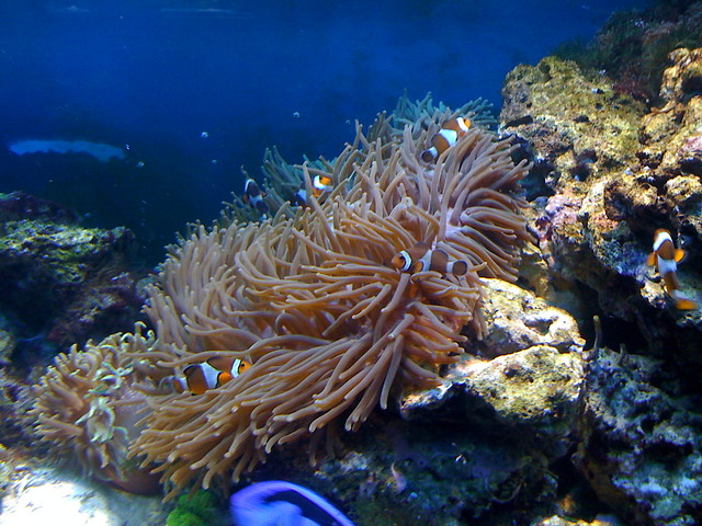 Wycieczka do oceanarium