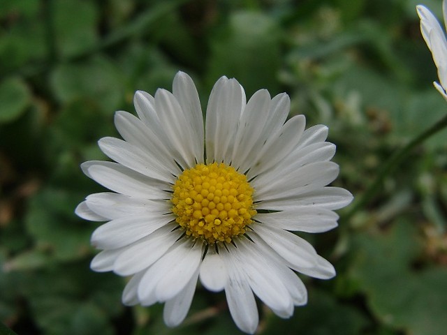 Wpis photojaa