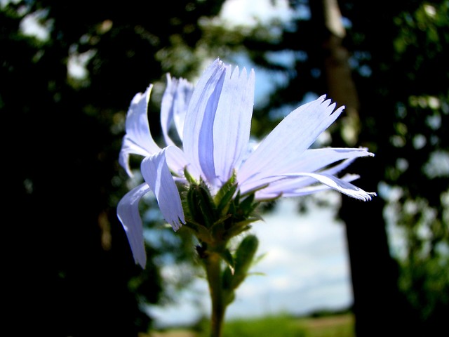 Wpis siostraobrata