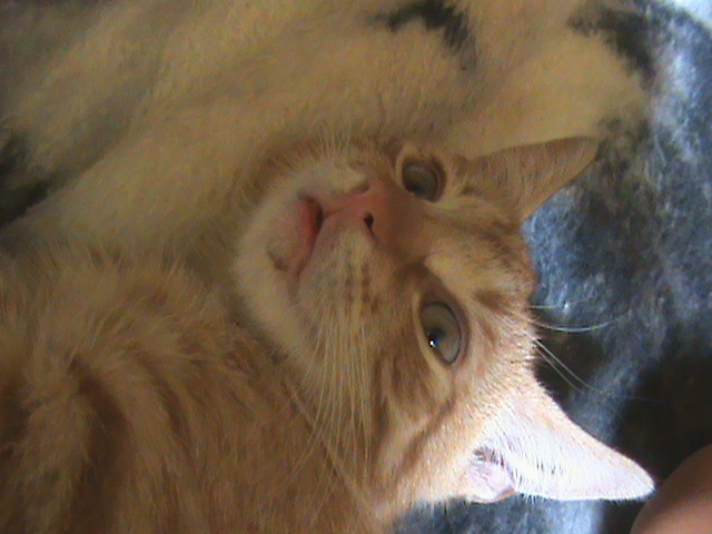 , moja maa fotomodelka  ; ]