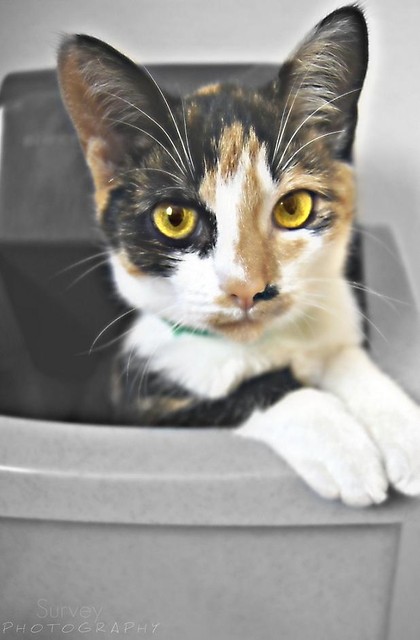 Whiskers