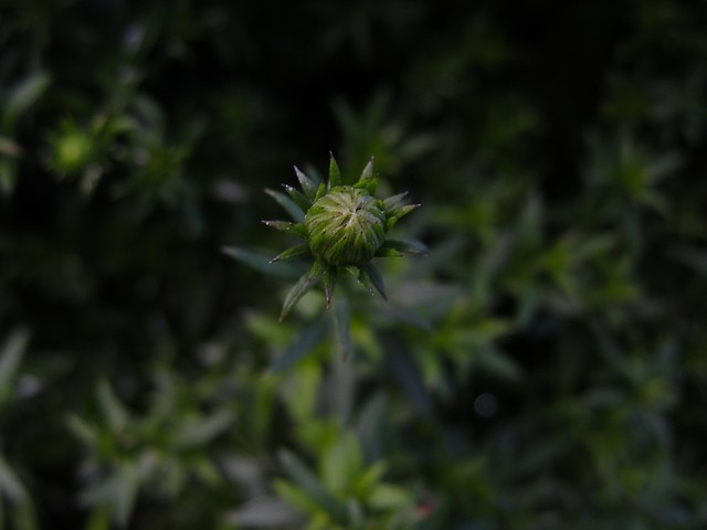Wpis naturephotos