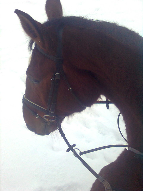 Hugonek ;**