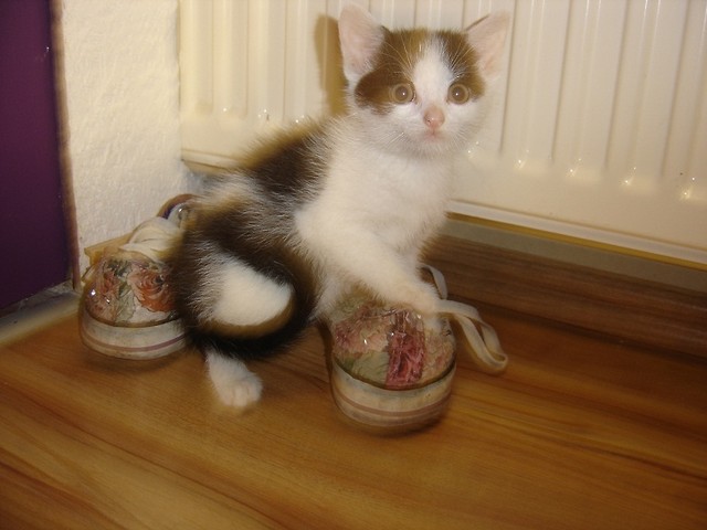 koty