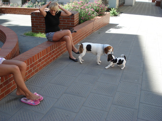 beagle team.