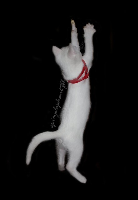 koka ○ koka ○ koka &