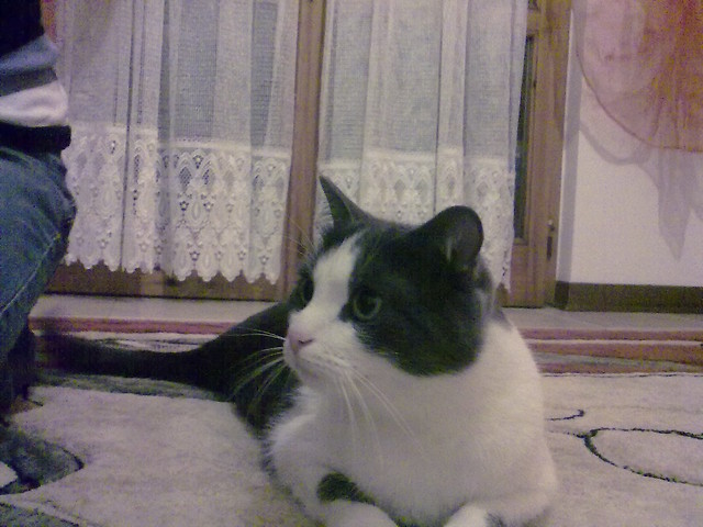 Wpis sylvia12