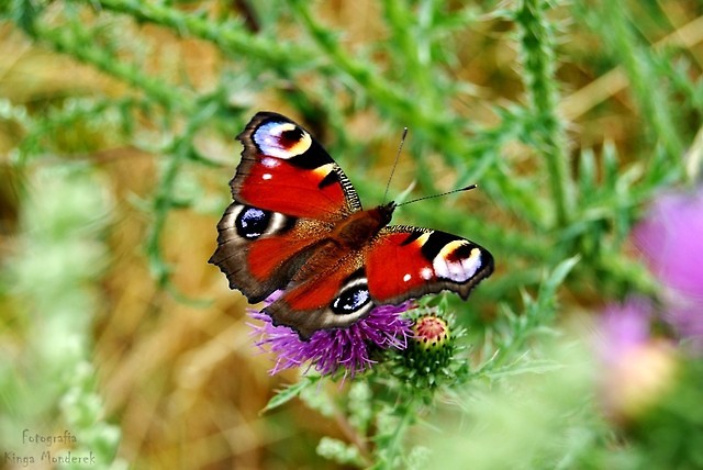 wonderful fly