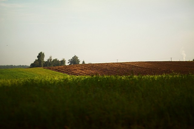 fields