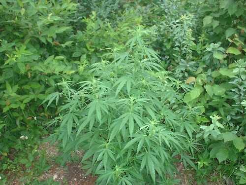 rasta'gwan, seen?