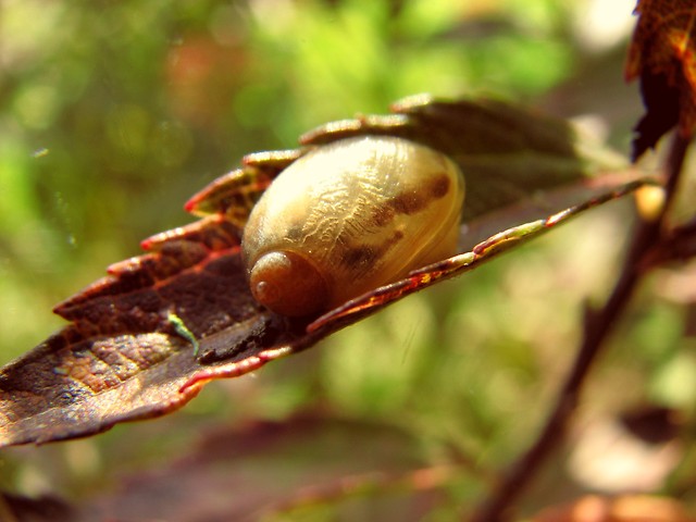 snail