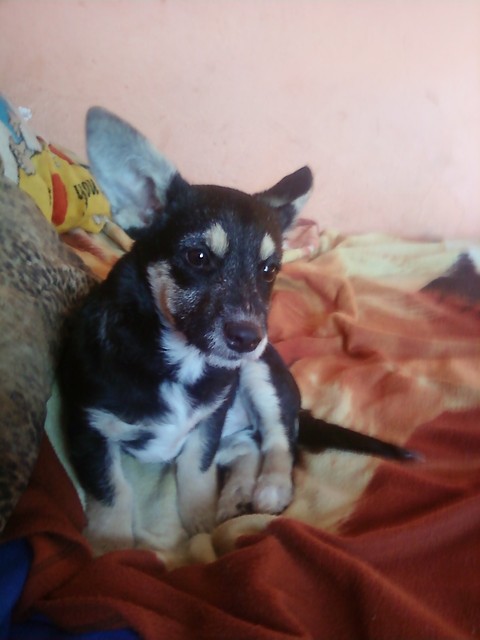 NUSIA