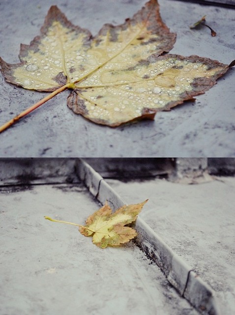 Wpis naturallys