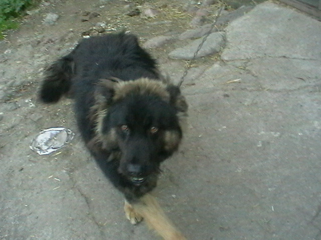 Mj misiuu x3