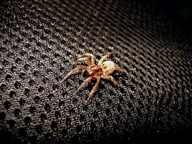spider