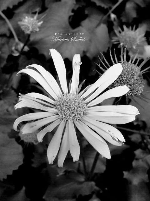 Flower love 