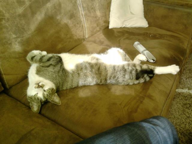 grubas.