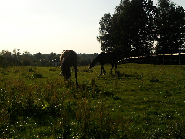 Wpis tobiano