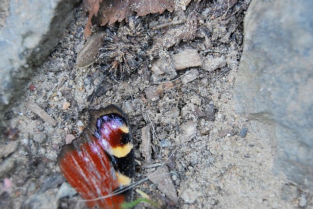 Wpis mialina
