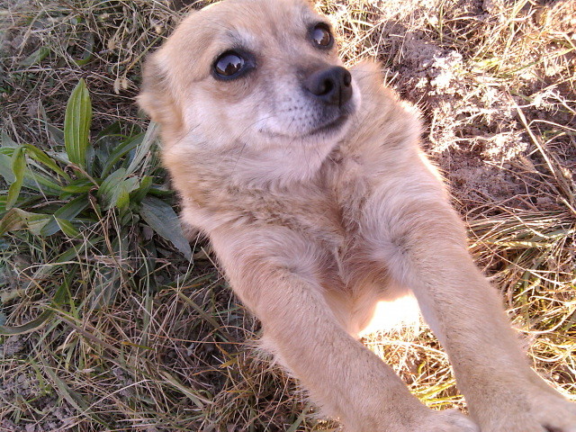 Muszka :)