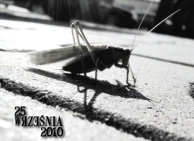 Locust