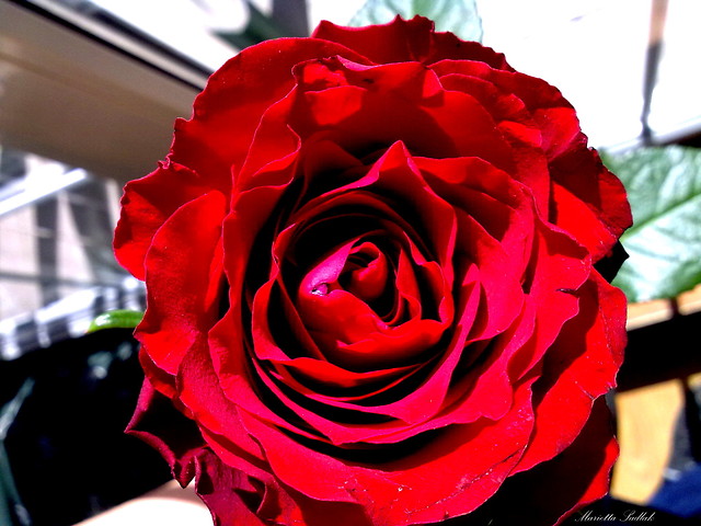 rose 
