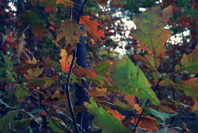 Wpis cherrytree