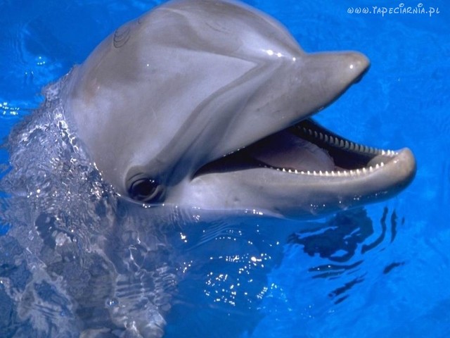 Delfin 