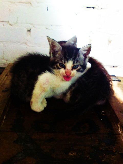 Kocham ;*