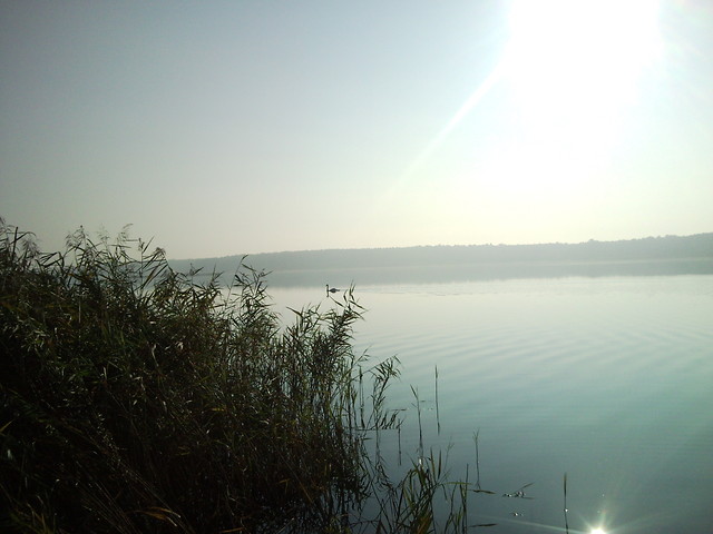 Lonely Swan... just like me ^^