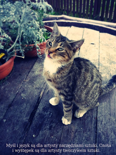 Kicia:**