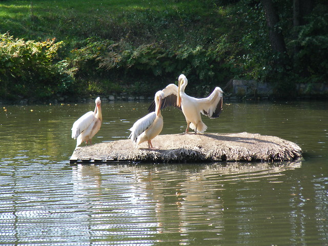 ZOO