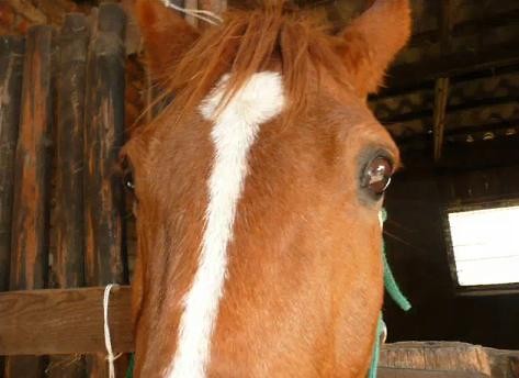 Wpis chestnuthorse