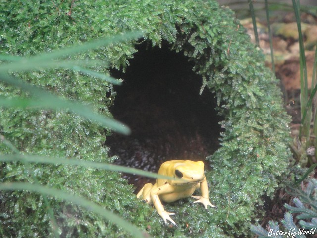 Wpis butterflyworld