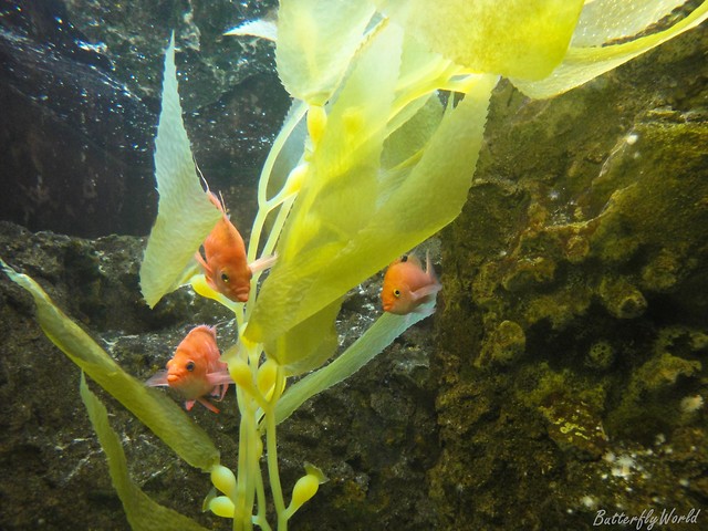 Wpis butterflyworld