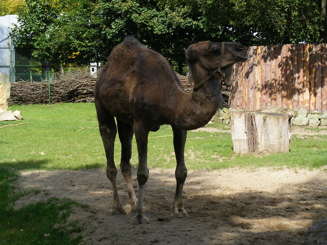 ZOO