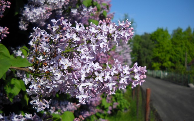 Wpis lily6