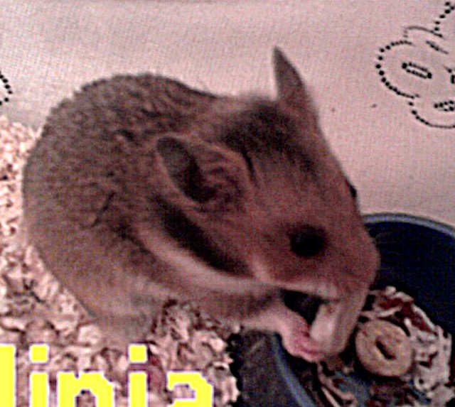 Ninja.! ;*
