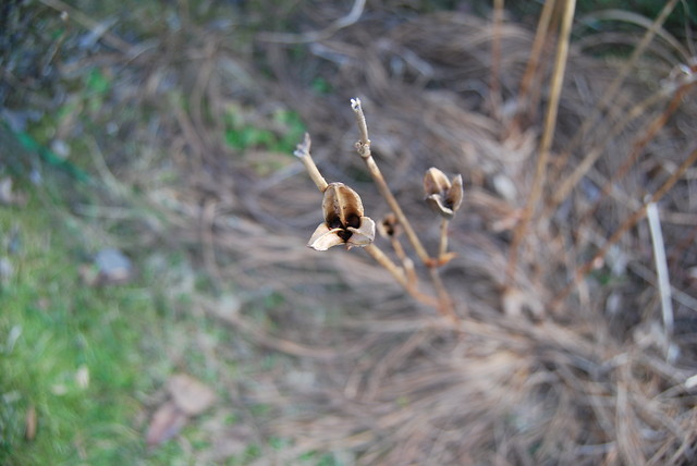 Wpis mialina