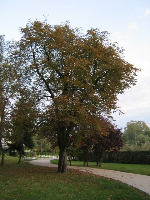 drzewo:)