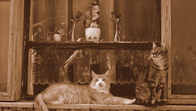 cats