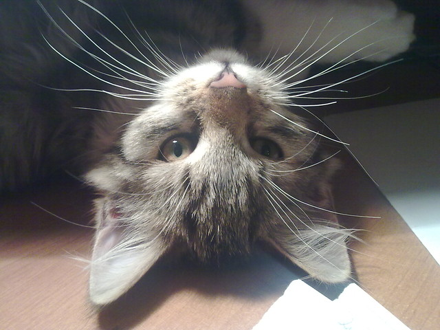 Moja pikno...;***