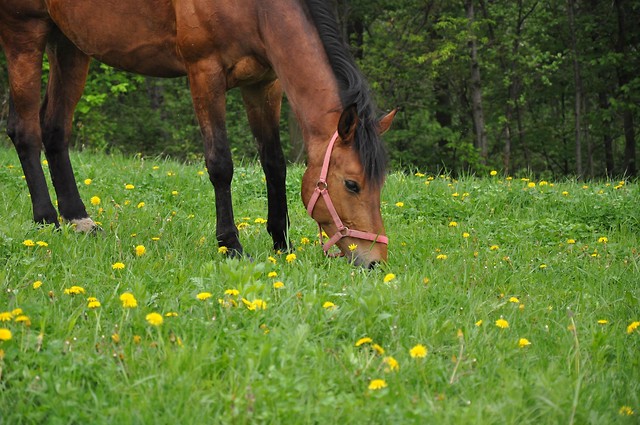  Pigwa .... *.*